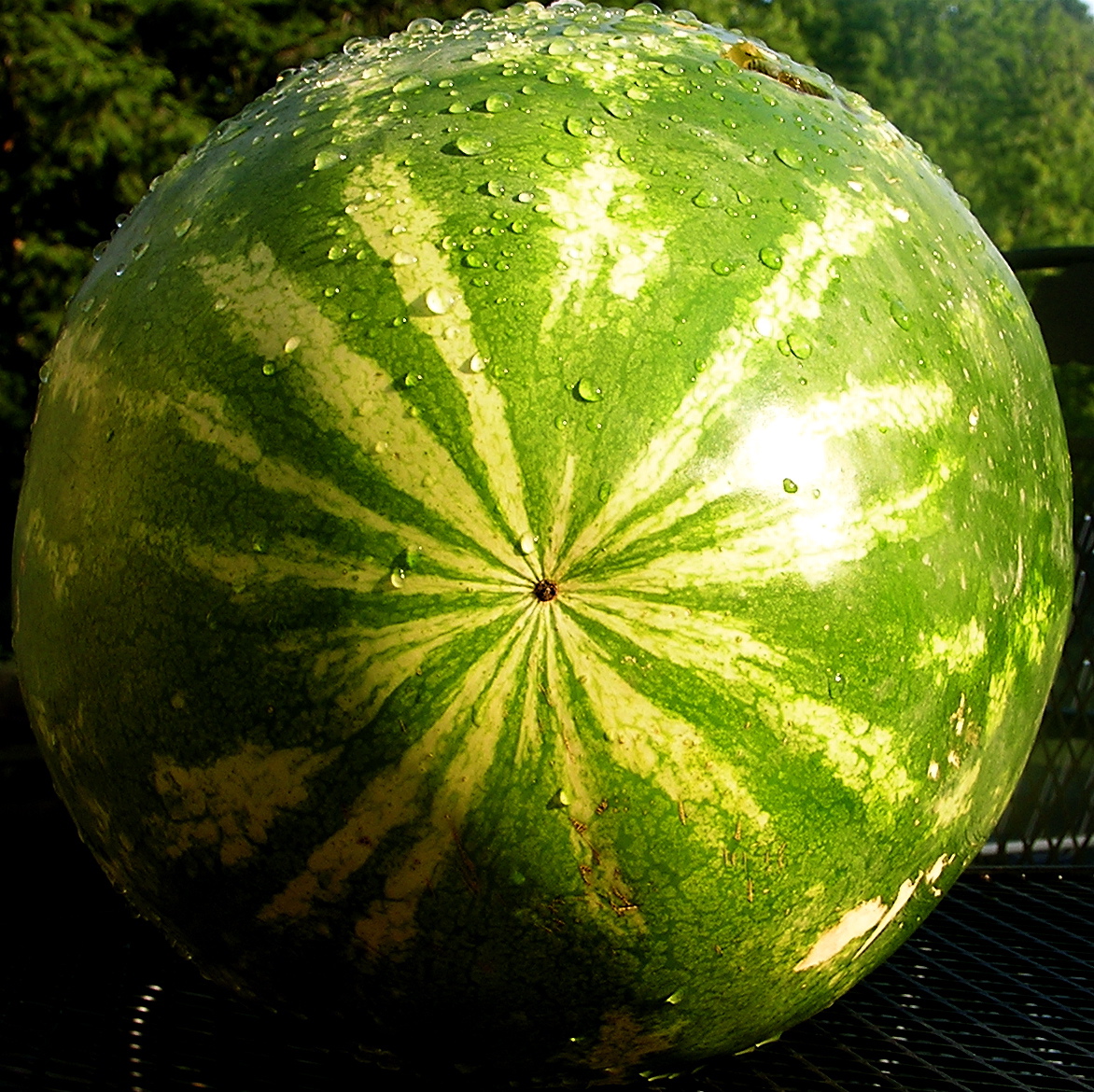 a watermelon sits on a grill with green trees in the background