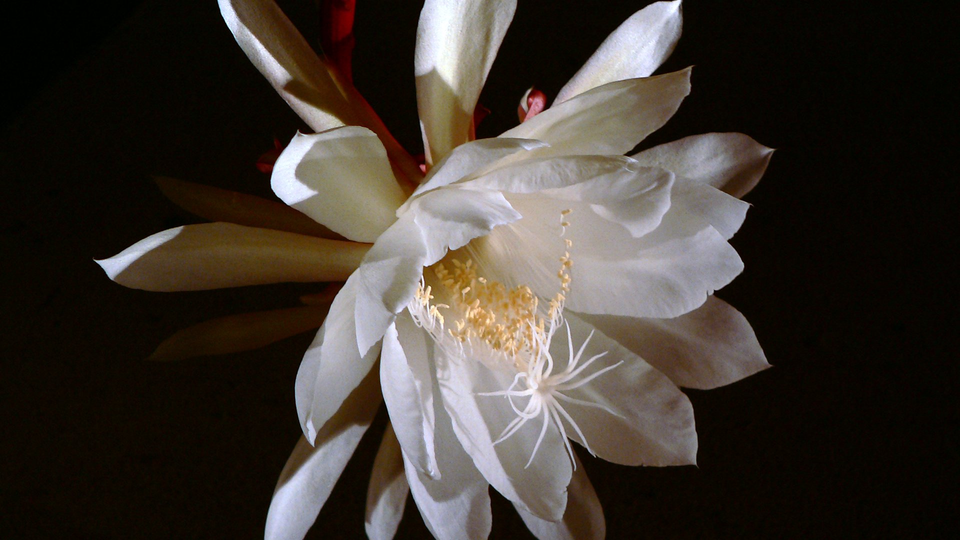 a flower in full bloom pographed from above