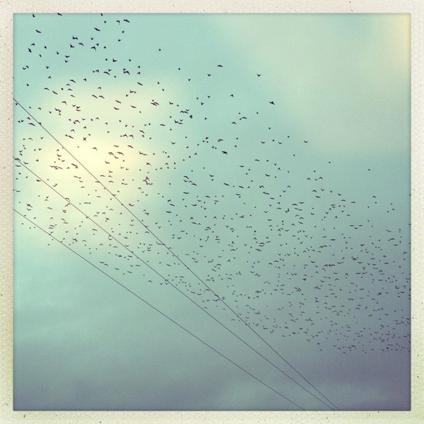 a flock of birds is in the sky