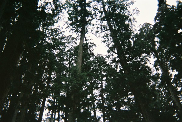 a group of trees are seen from beneath
