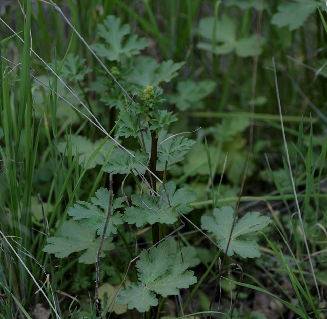 the plant is surrounded by some very thin green plants