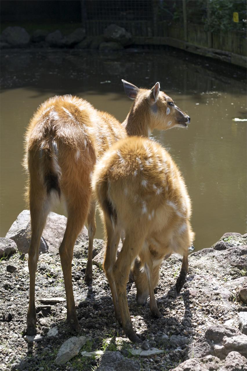 two little goats stand on some rocks looking at the water