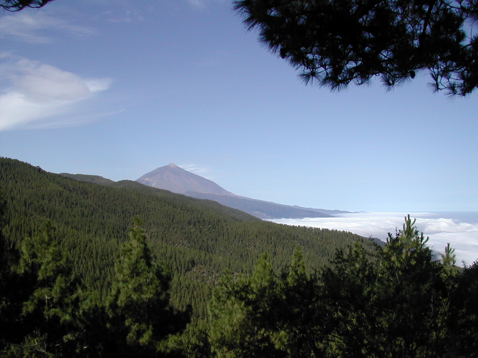 a view from the top of a hill covered in trees