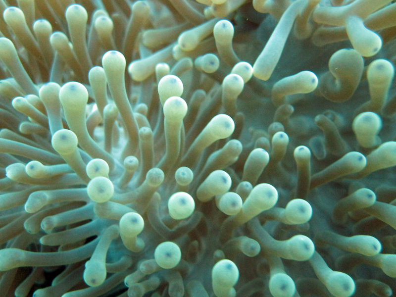 an image of a close up of some kind of white coral