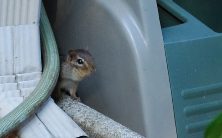 a chipper sitting on a ledge near a plant