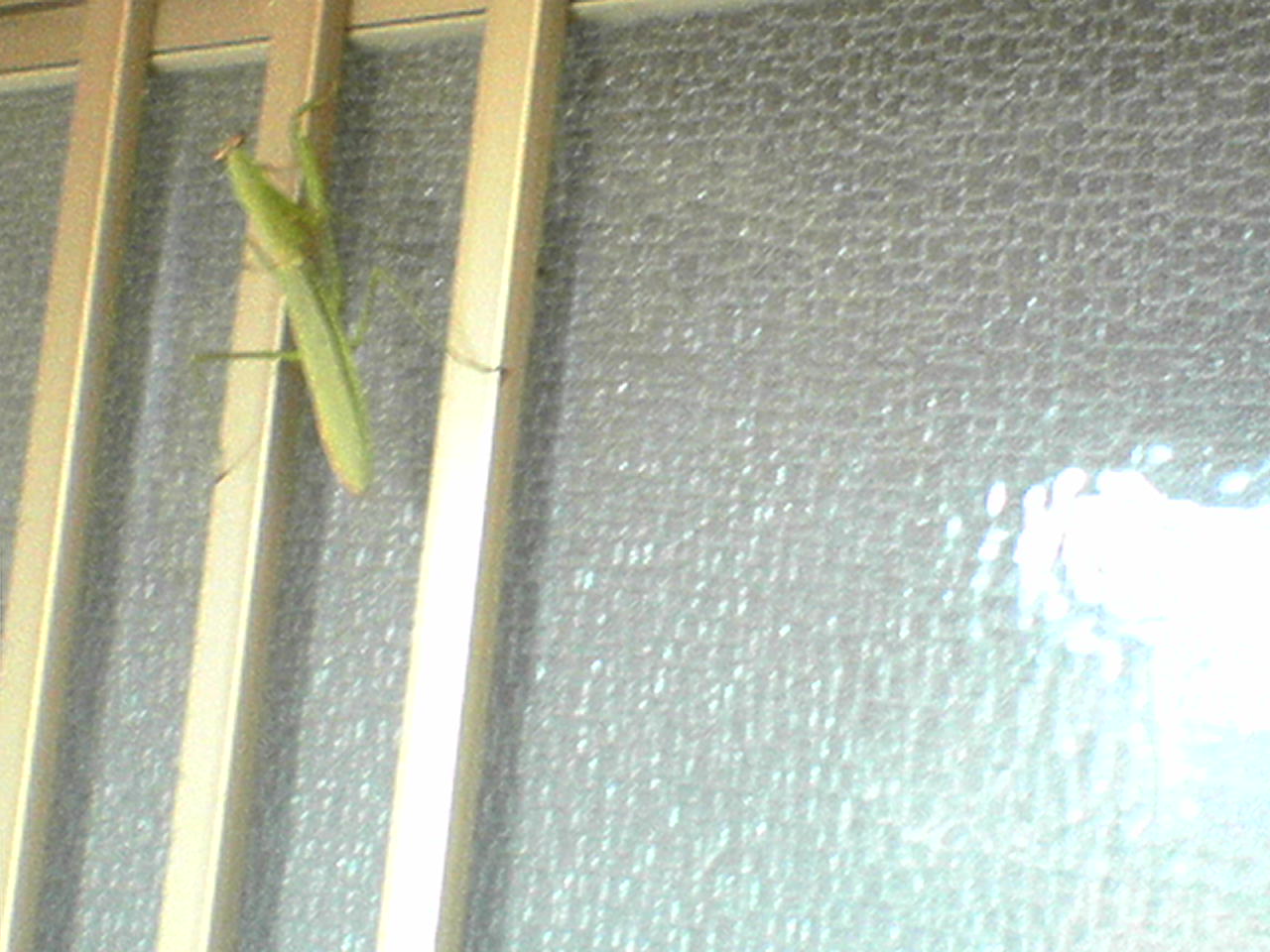 a green insect sitting on top of a window seal