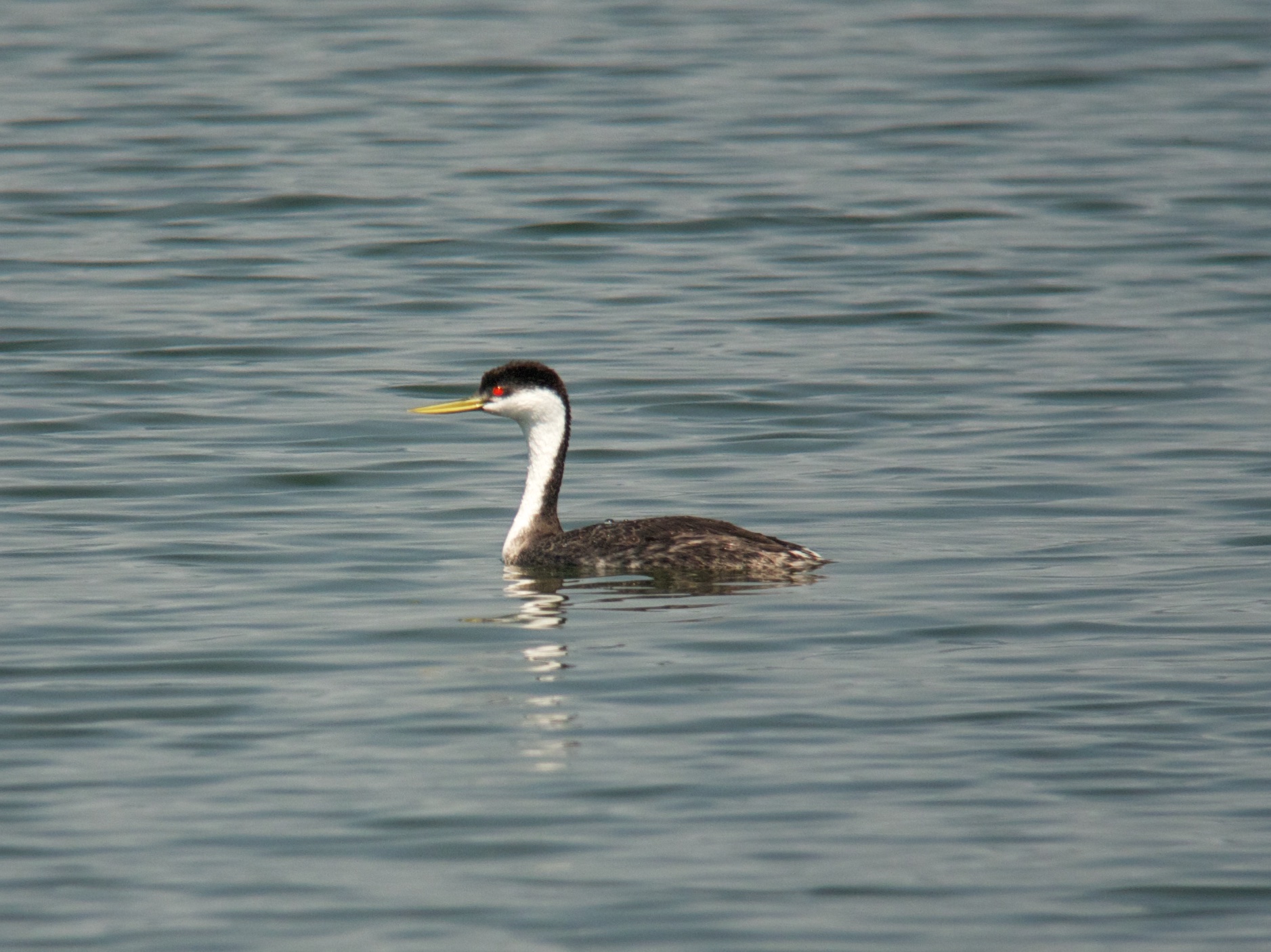 the bird is floating on water with blue skies