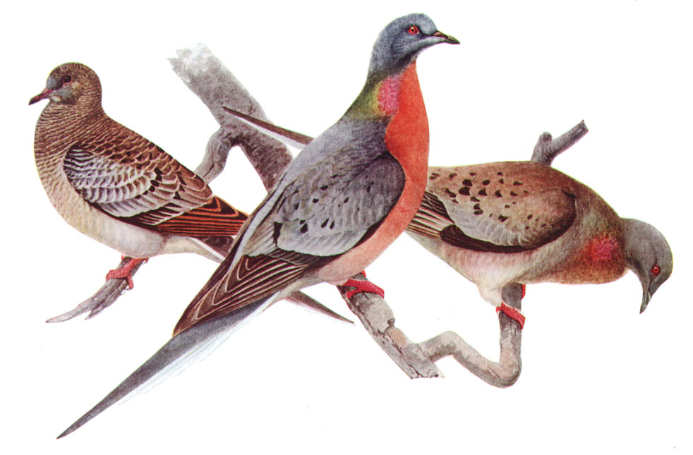 two birds standing on one leg while another stands on the other