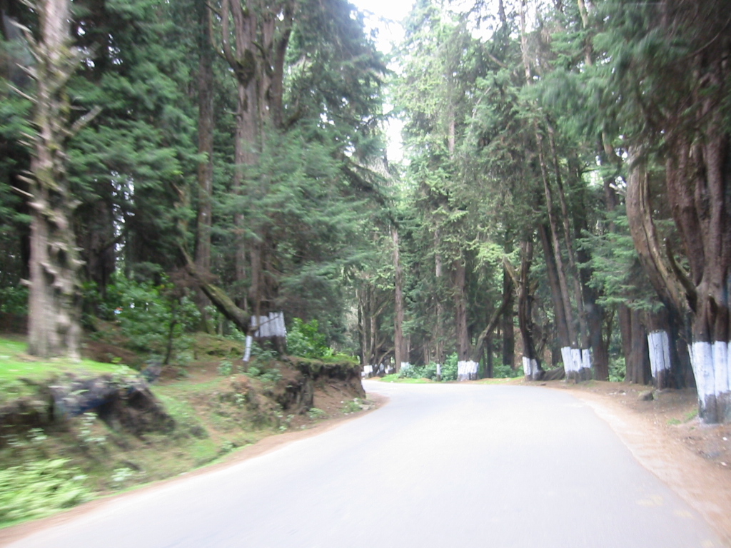 an image of the road that is in the woods