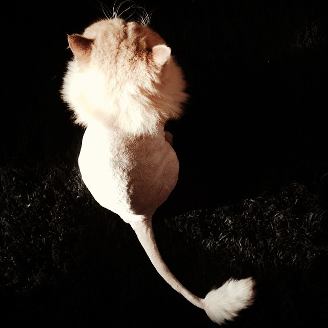 a fluffy white cat is on its back legs
