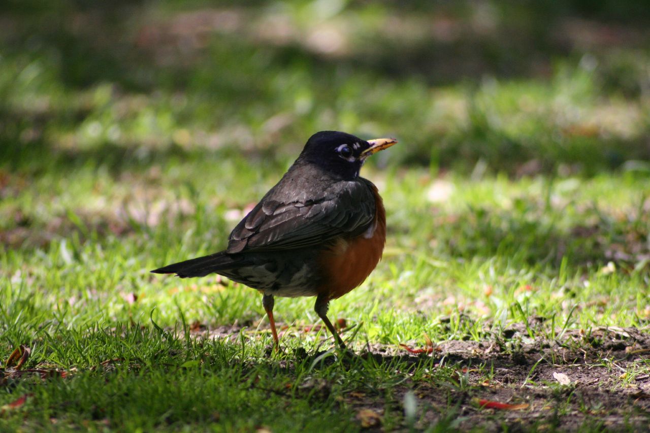 a small bird with a black beak on some grass