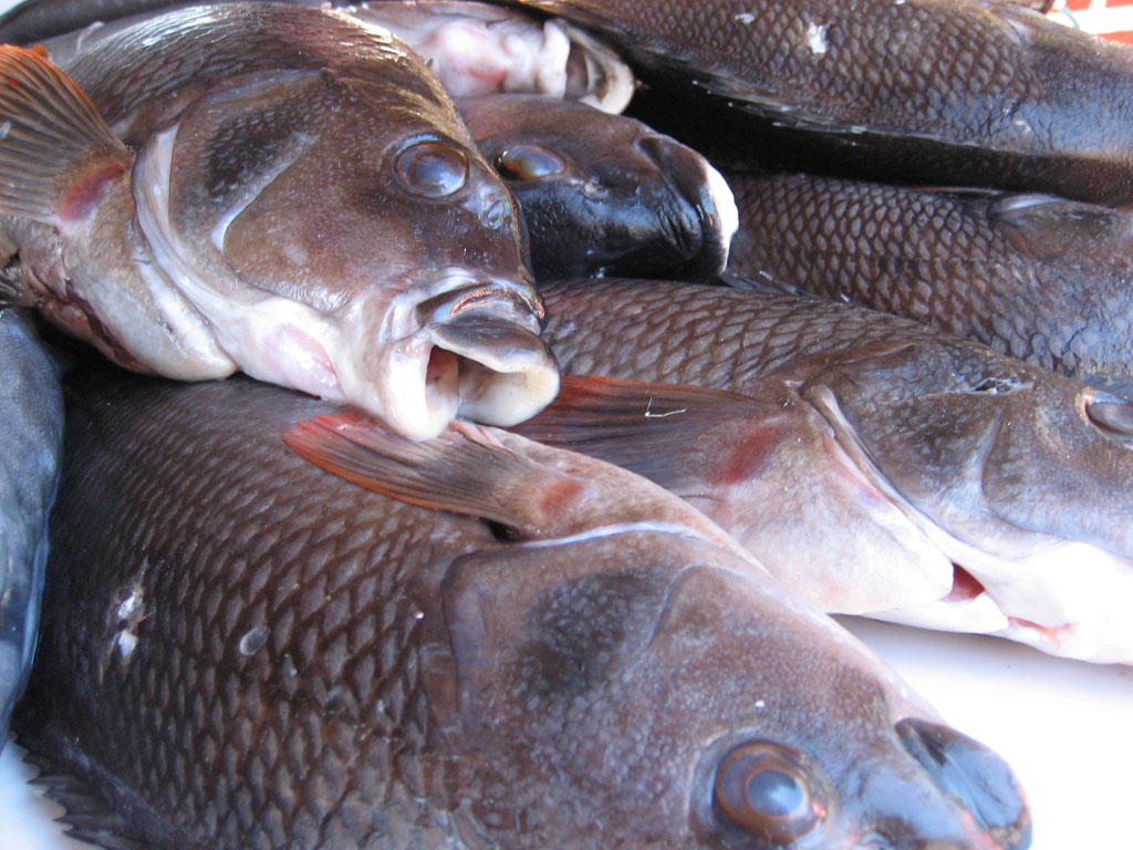 some fish sitting on top of each other next to a bowl