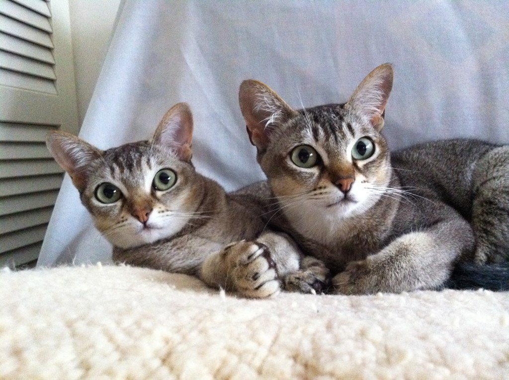 two gray tabby cats on the back of the couch looking at soing