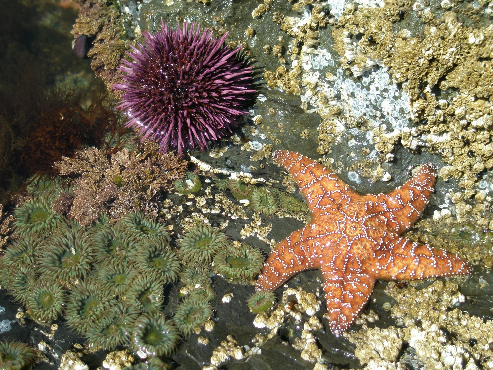 there is an orange starfish and an orange sea urchin on the seabed