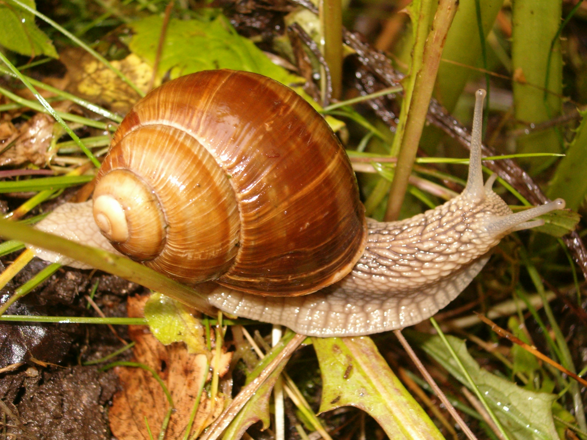 a snail is walking through the grass and weeds