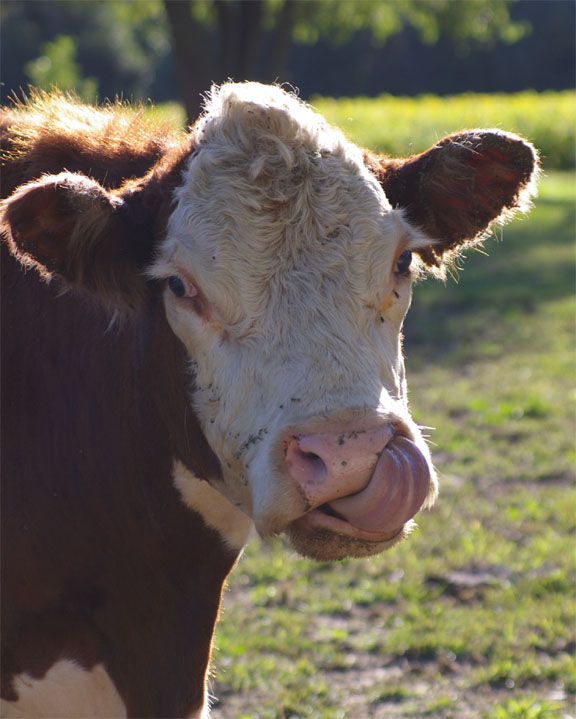 the cow is looking into the camera and has its tongue out