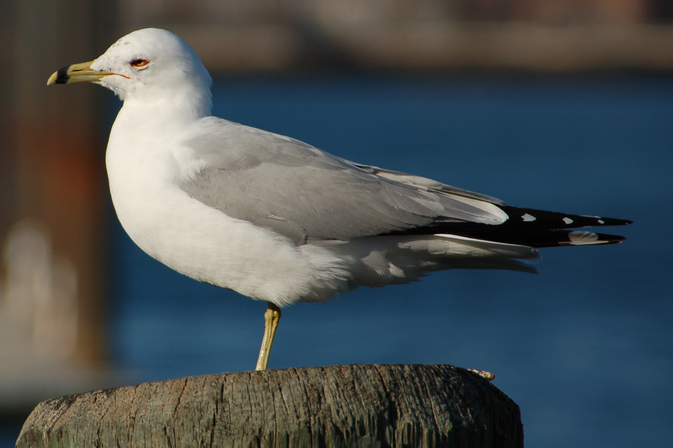 there is a small bird standing on the post