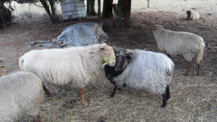 four sheep eating food from a plastic bucket