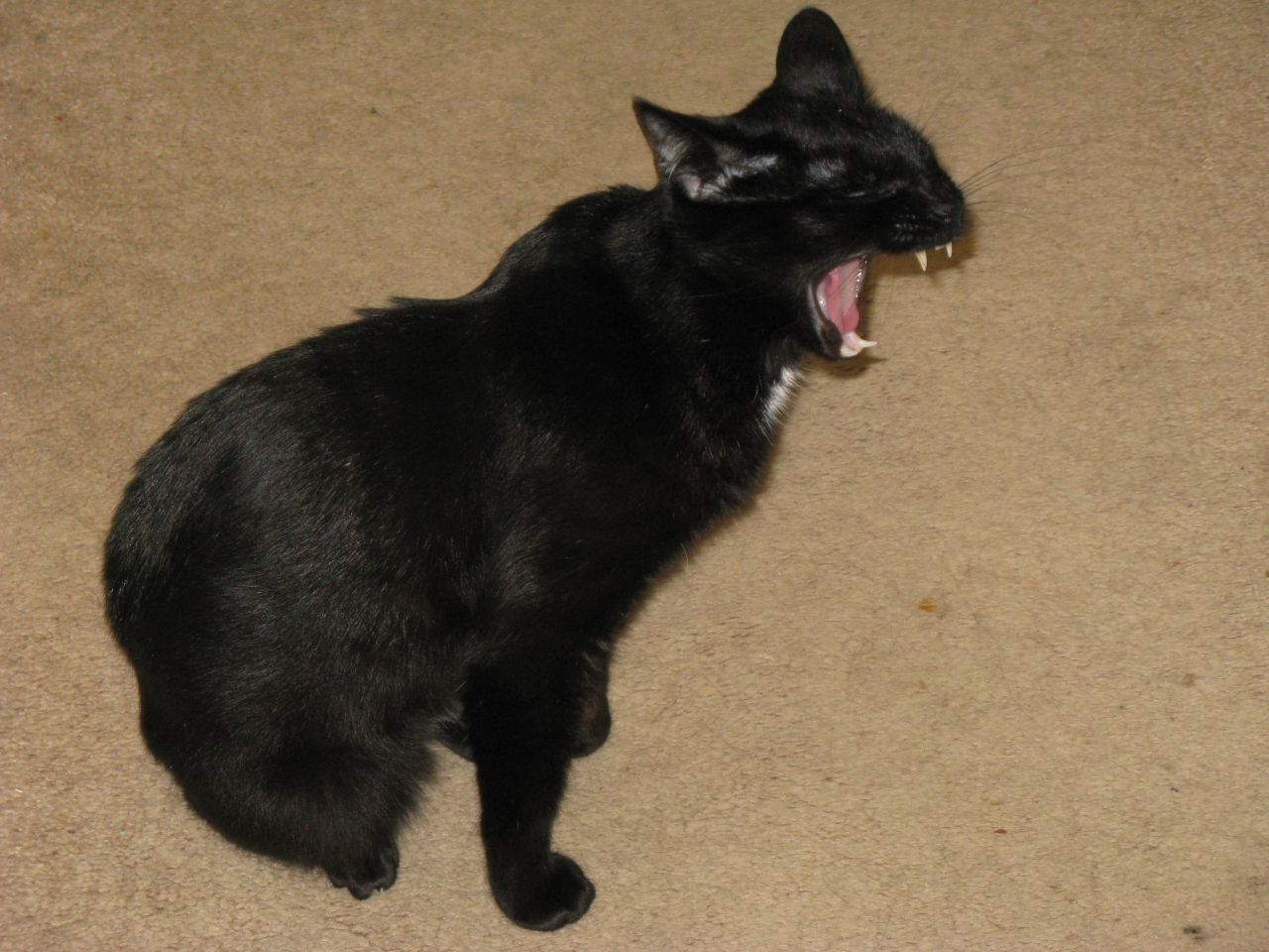 a cat sitting on the floor with its mouth open