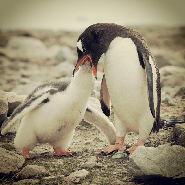 a mother penguin with her baby in front of the camera