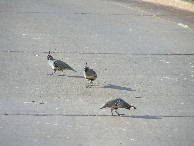 three small birds are walking on the street