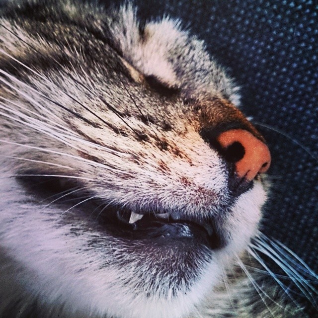 a close up view of the face and eye of a cat