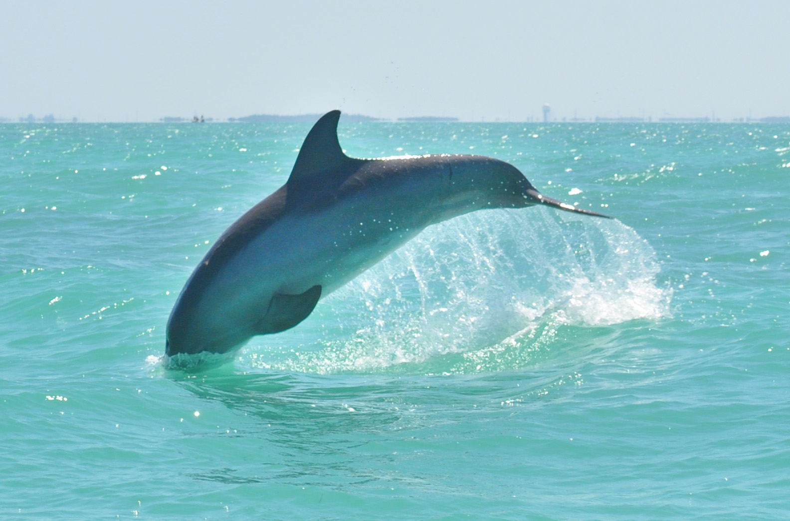 a dolphin jumping out of the water for fish