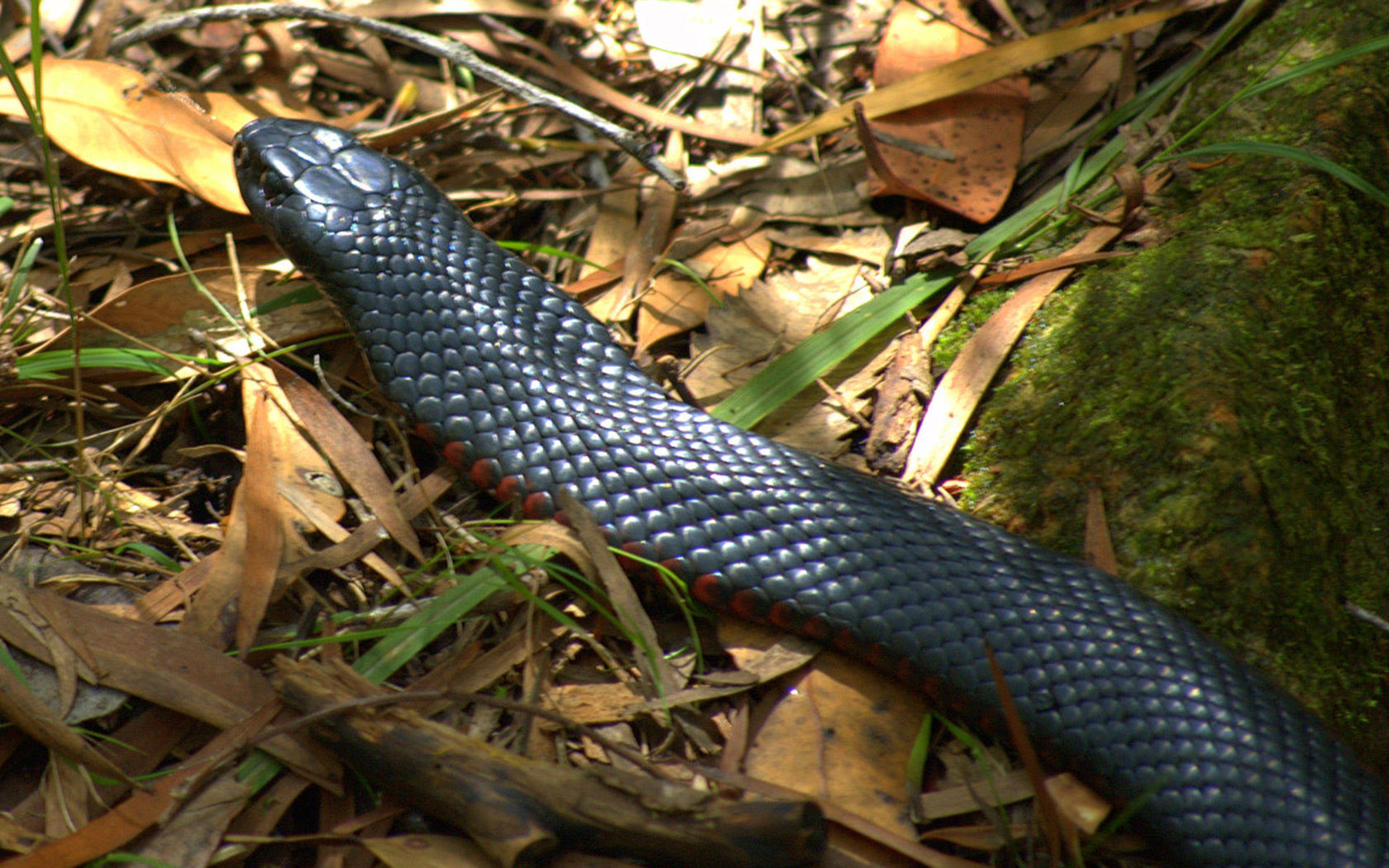 the blue snake is sitting on the ground