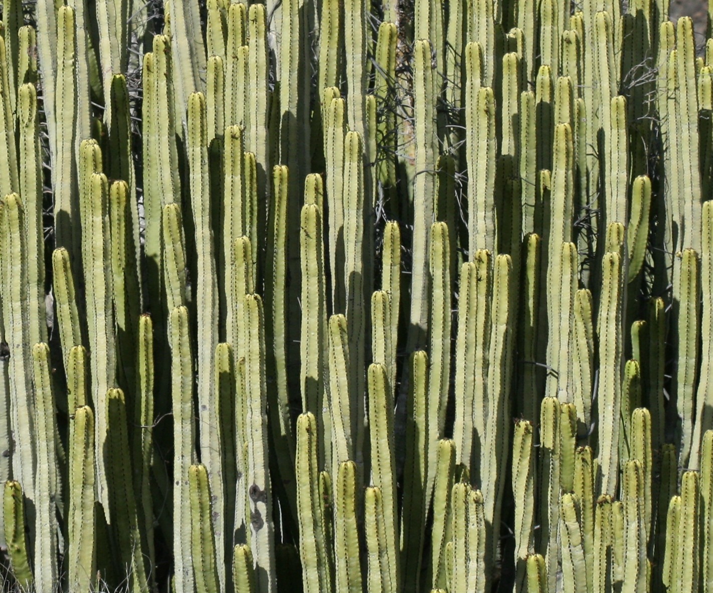 the large group of cactus has been very long and thin