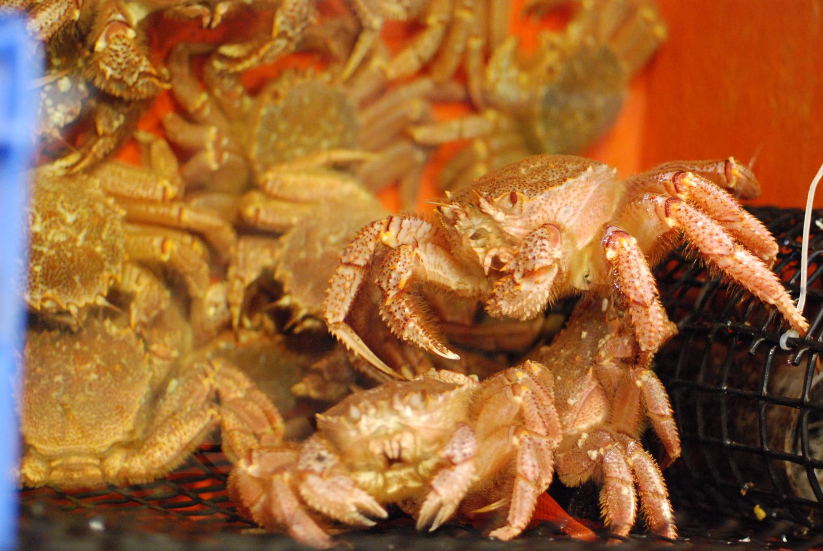 several crabs are displayed on a mesh rack
