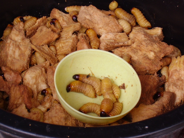 a pile of worms crawling in a bowl