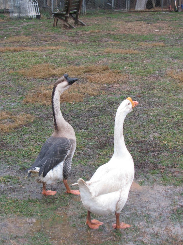 two ducks are walking outside near one another
