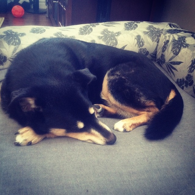 a dog is curled up and sleeping on a sofa