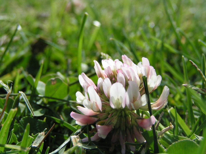 small white and pink flowers in the grass