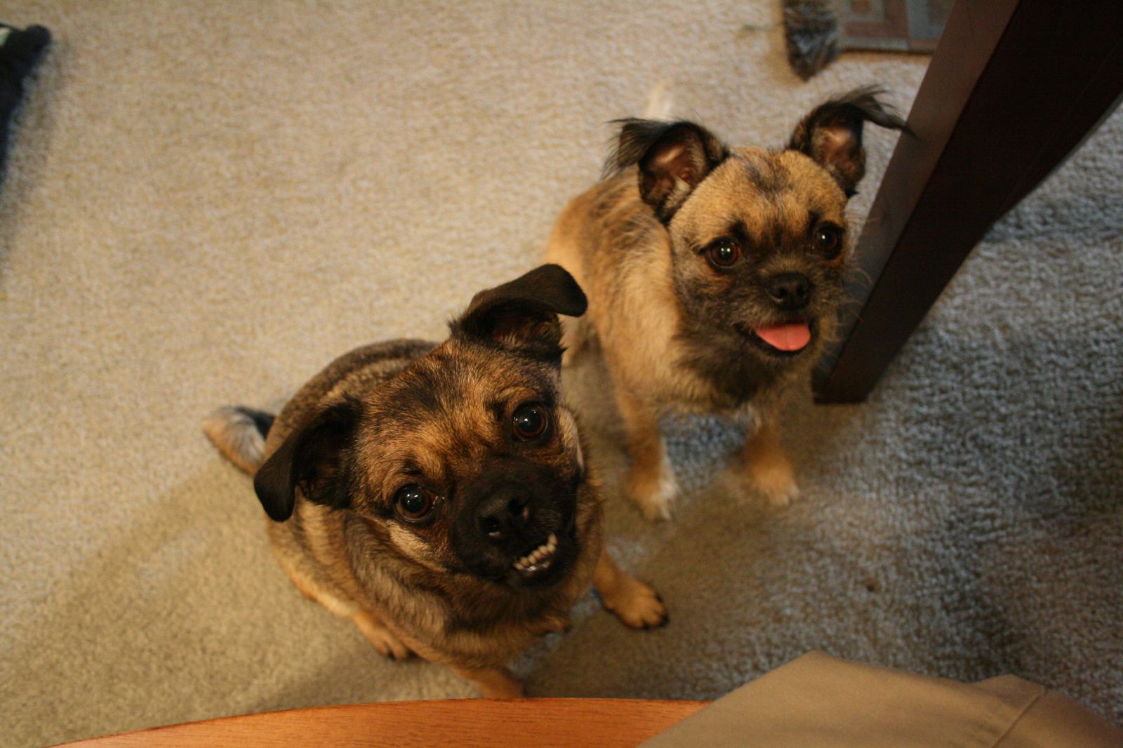 two dogs stand on a rug looking up from under a table