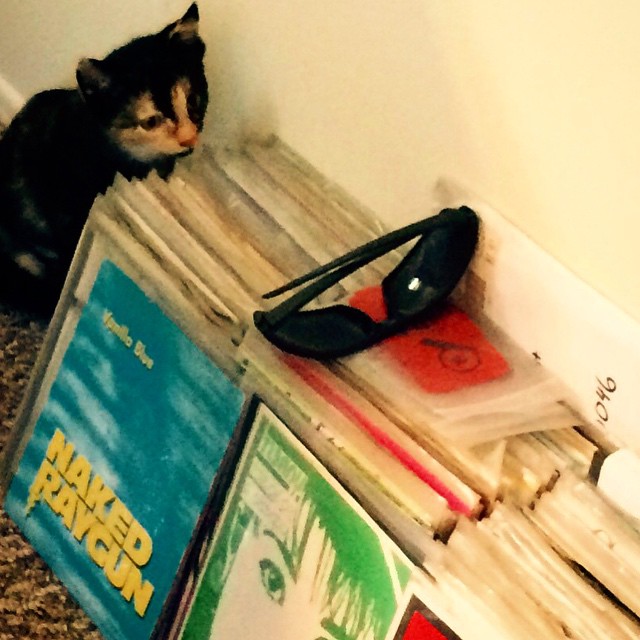 a cat sitting by a pile of books and magazines