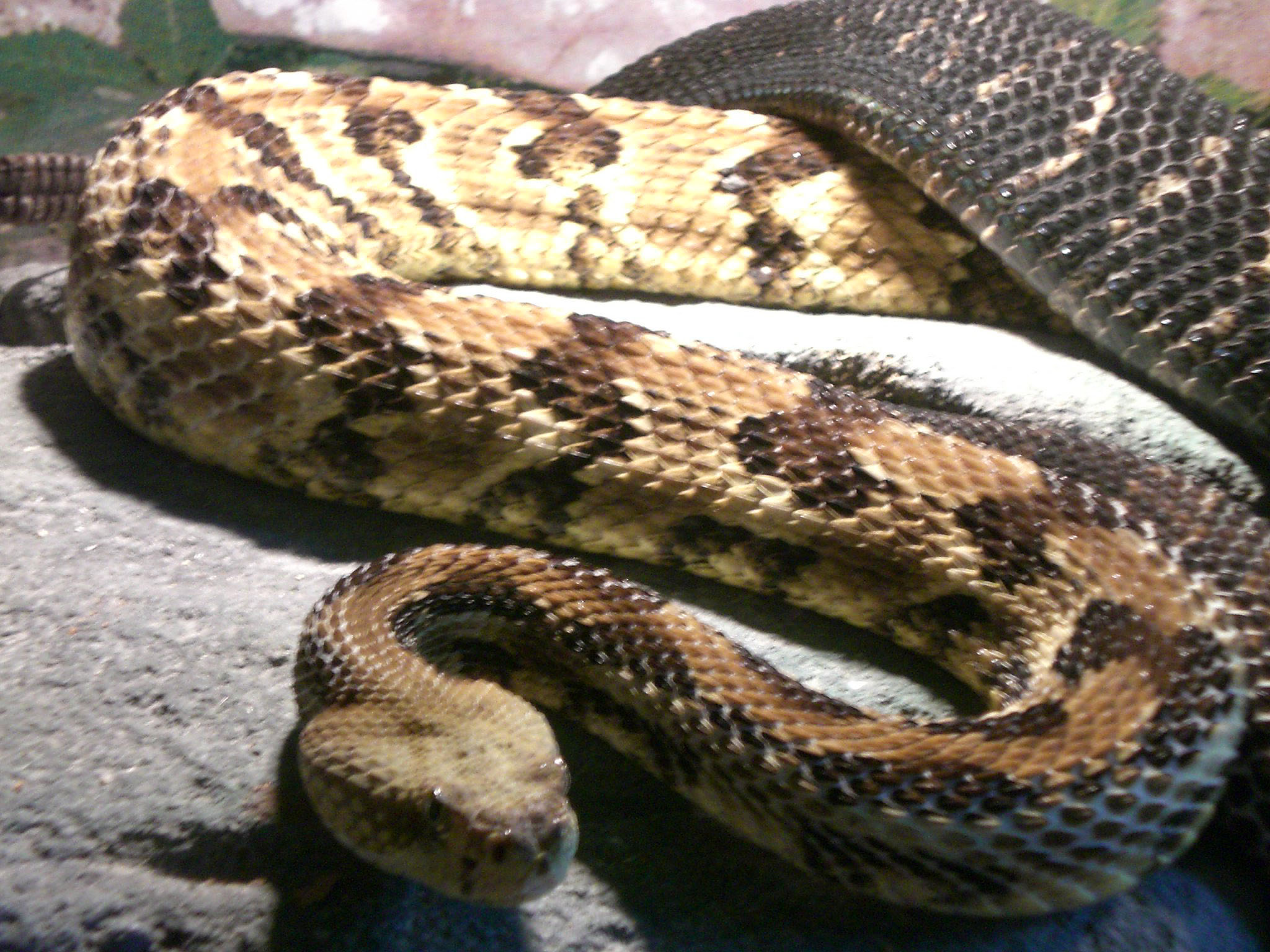a large, snake like animal sitting on a stone slab