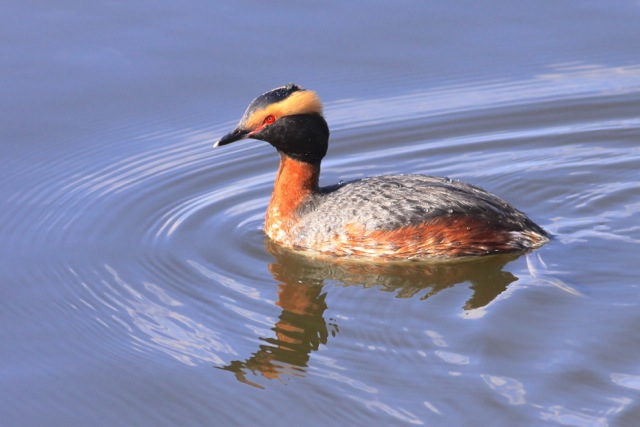 a duck swims in the water and reflects its neck