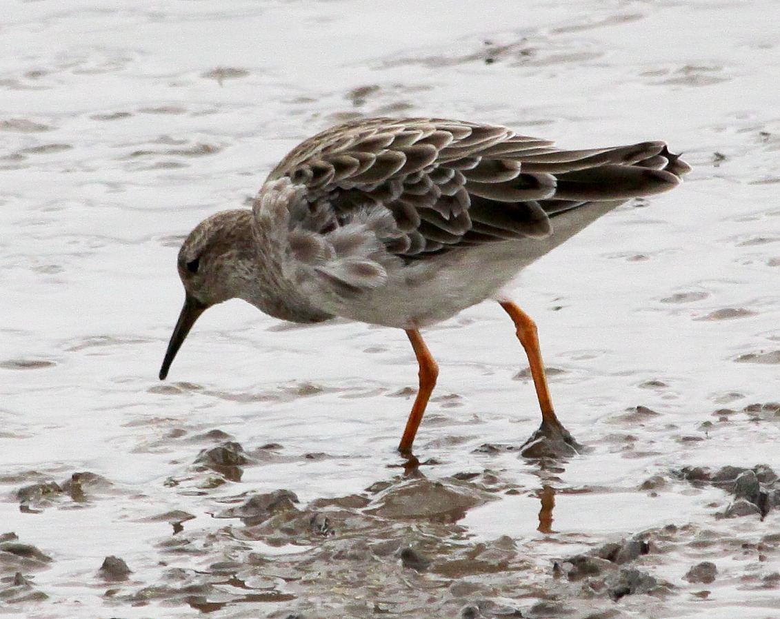 a small bird standing in some water on the ground