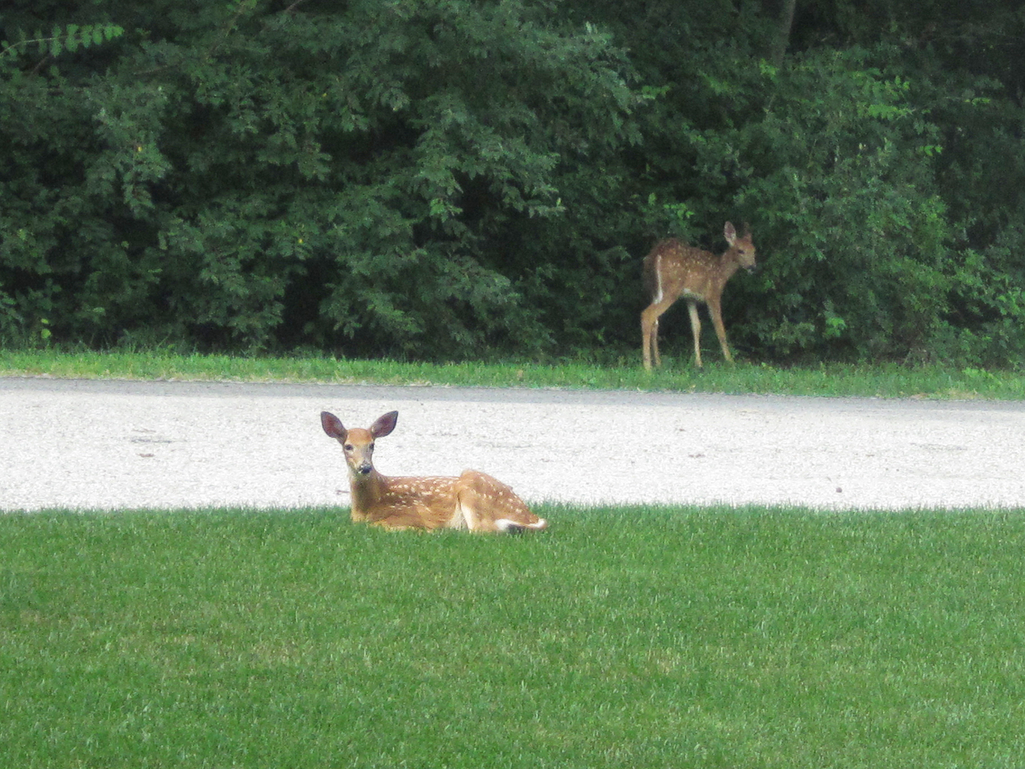 two deers that are walking on the grass