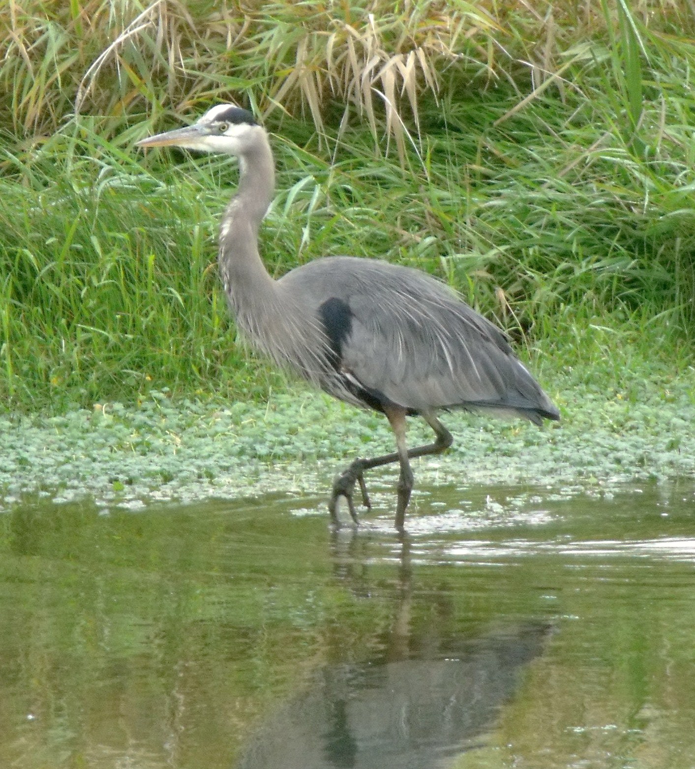 a grey heron standing in shallow water near grass