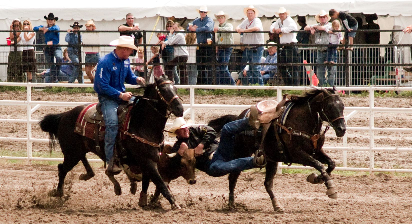 rodeo horse lasso being ridden by two men on top of it