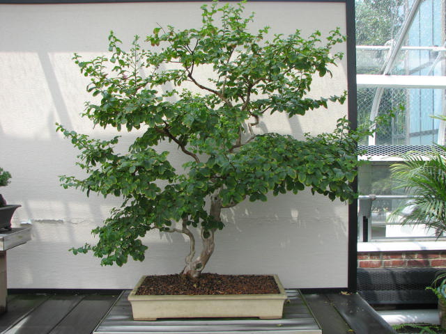 a bonsai tree is displayed in front of a white wall