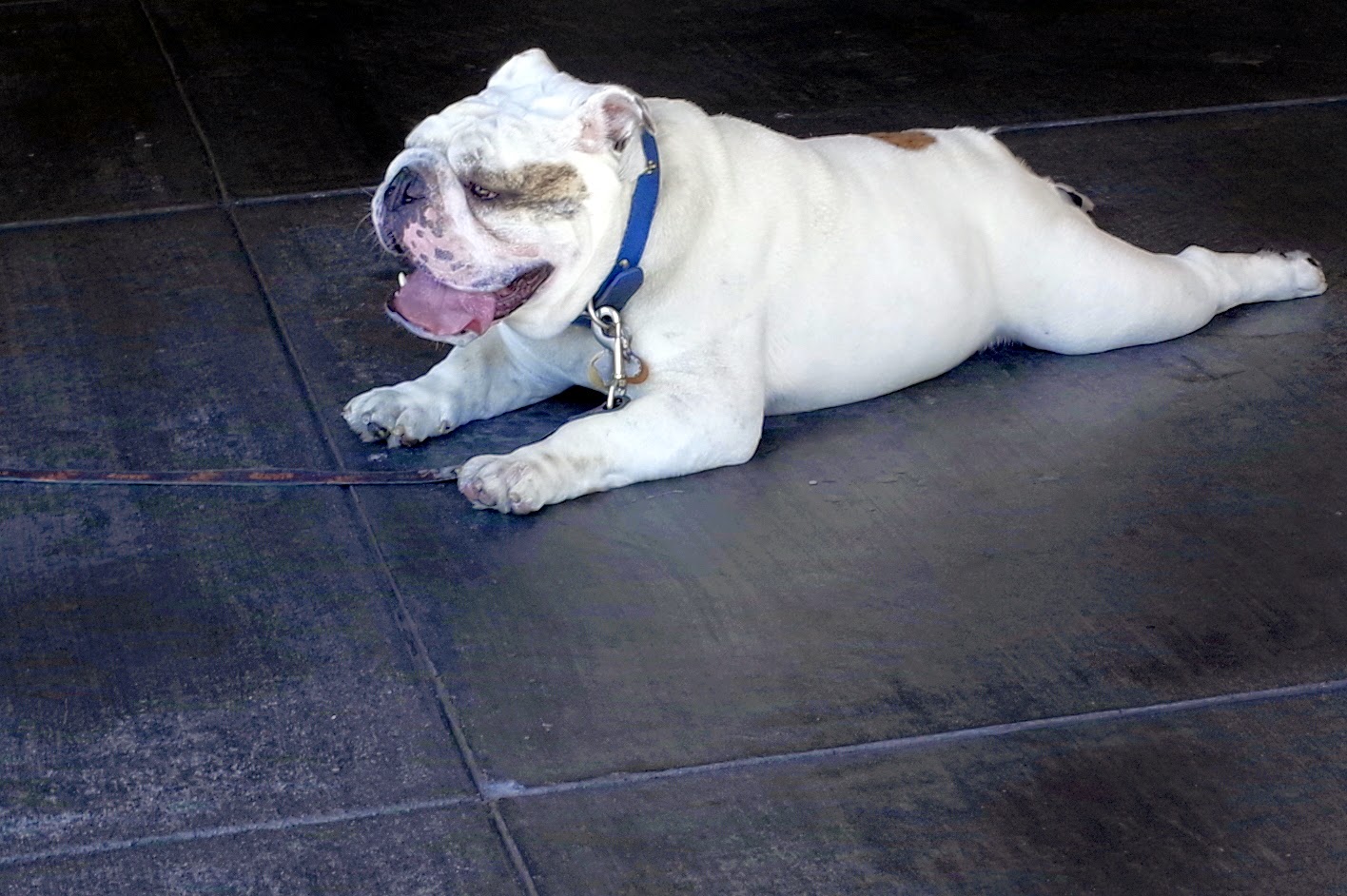 a bulldog on the floor playing with his toy