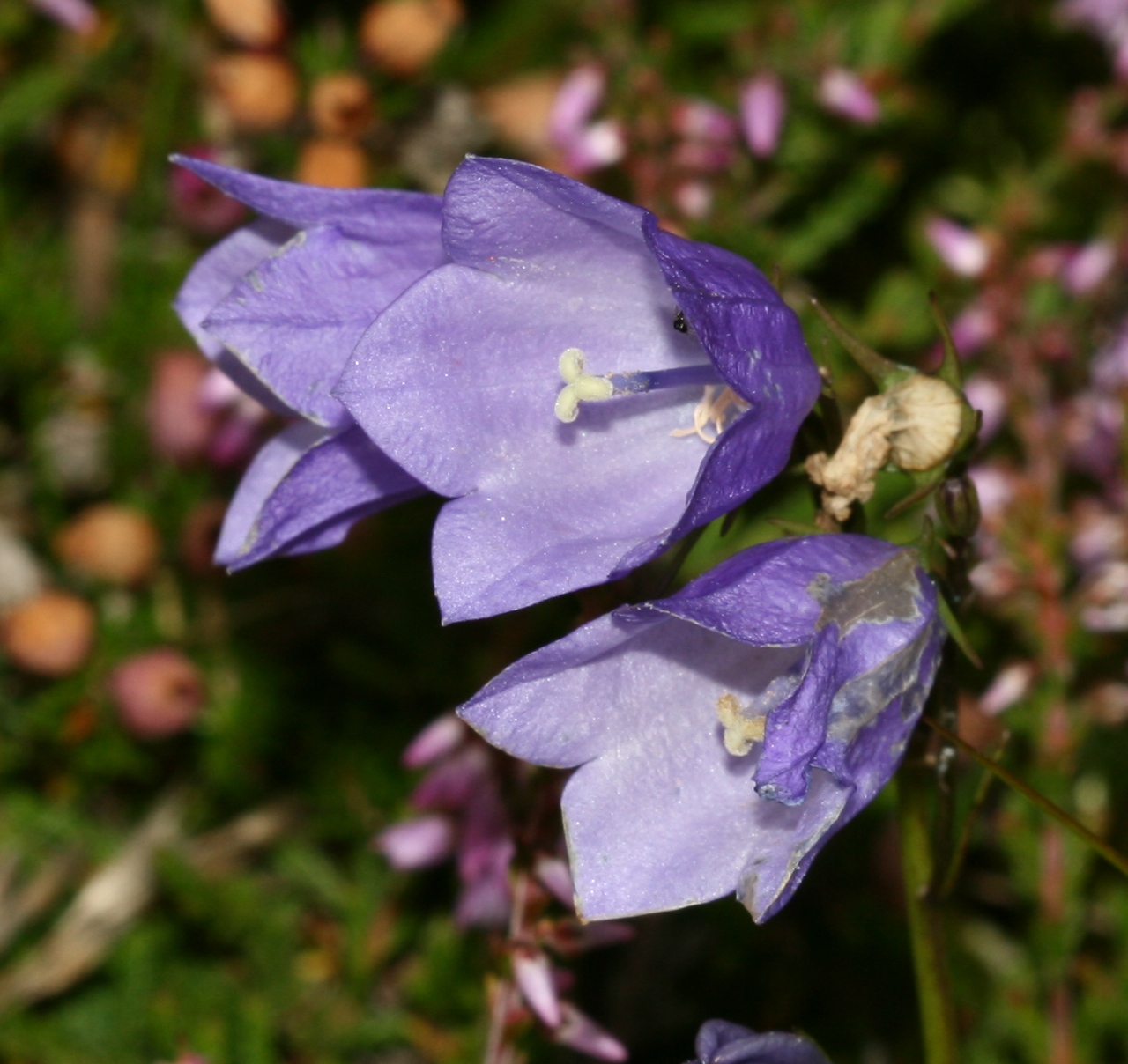 there are small purple flowers that are on the bush