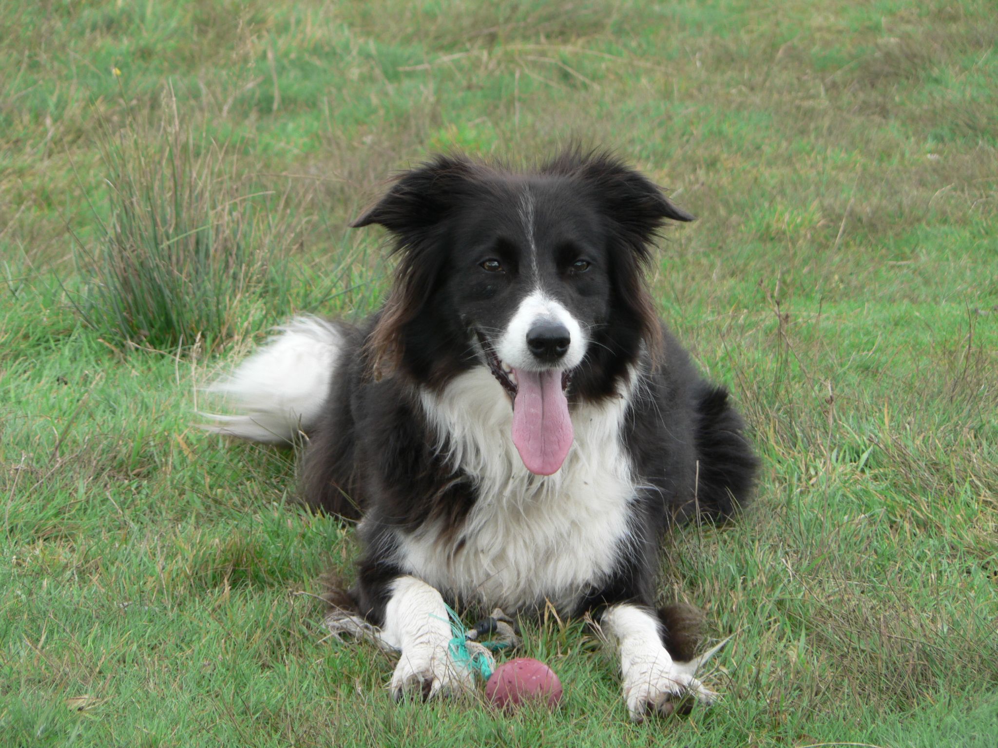 a collie dog laying on the grass with his tongue out