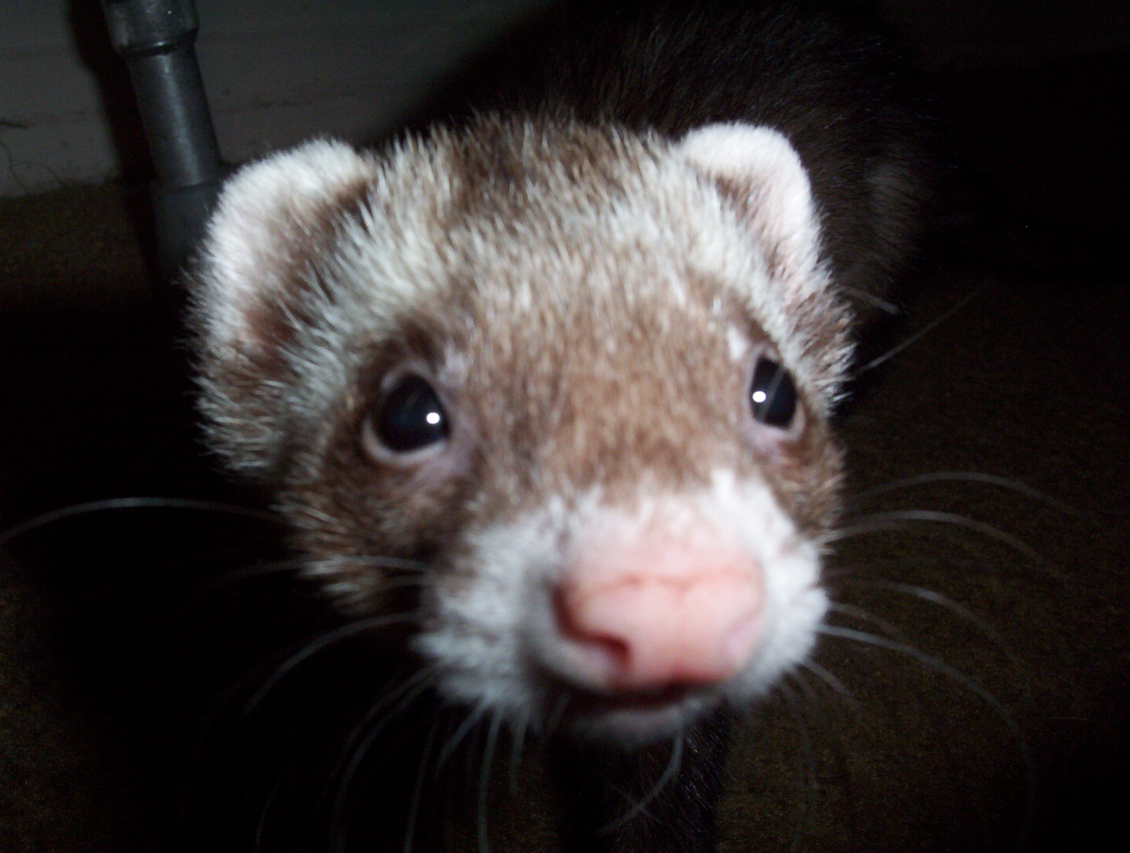 an animal has pink lips and black eyes