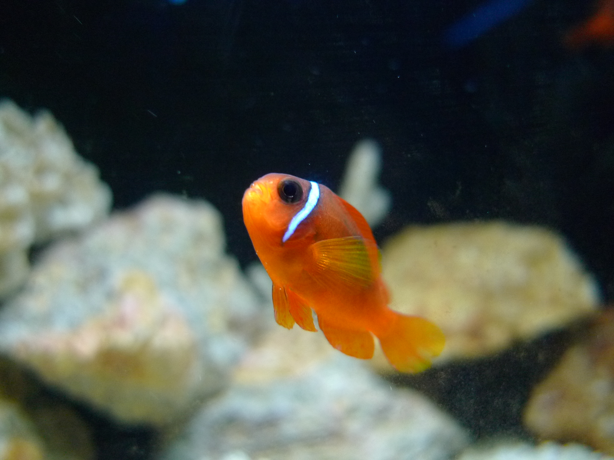 an orange clown fish is swimming in an aquarium