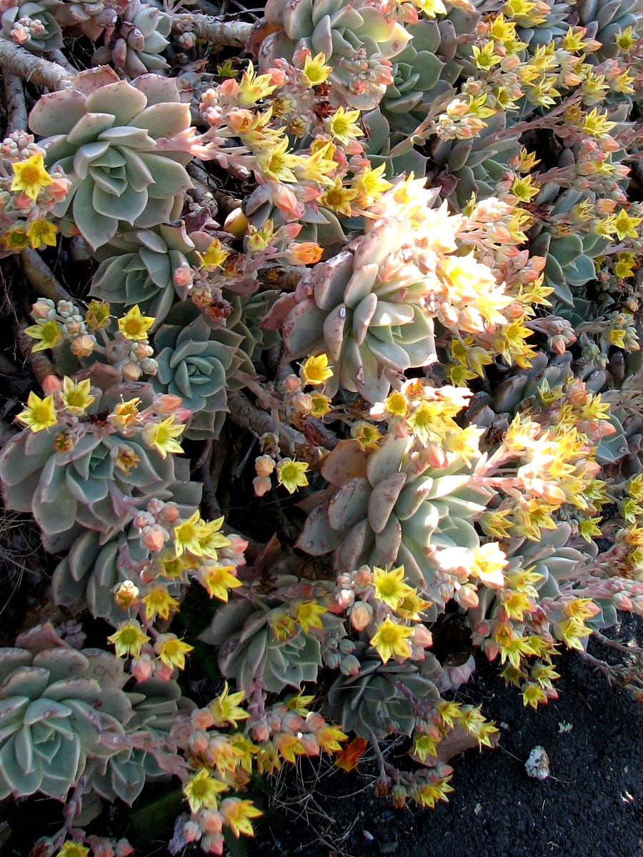 a small group of flowers that are next to some plants