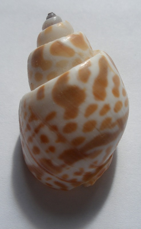 two shells shaped like a shell sitting on a white surface